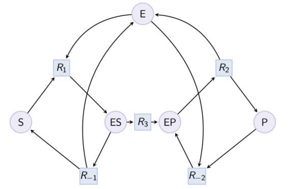 reaction graph with the reversible formation of the complex enzyme-substrate ES, the irreversible transformation of the complex from ES to EP and the reversible decomplexation from EP to enzyme and product